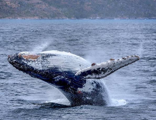 ballena jorobada
